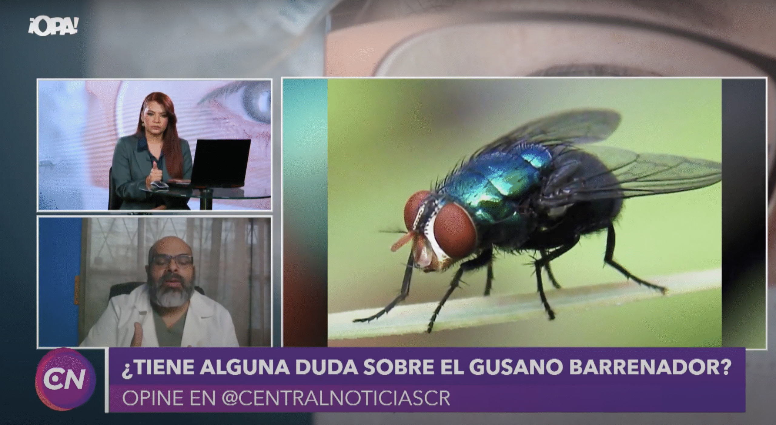 Médico: “La mosca tórsalo se alimenta de tejido podrido, la barrenador de tejido vivo”