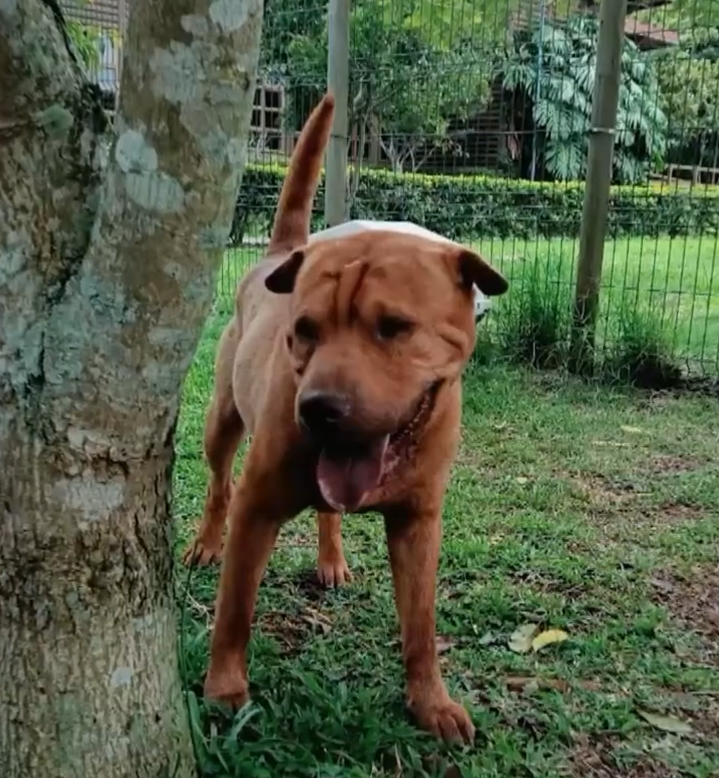 17 perros rescatados durante la Romería 2026 buscan hogar en Cartago